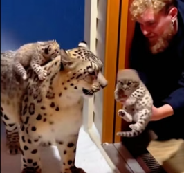 C1606010 When a snow leopard came to me for help with its two children (Part 2)