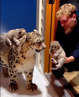 C1606010 When a snow leopard came to me for help with its two children (Part 2)