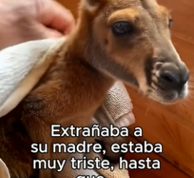 D1906002 Mi Perro No Lo Sabia❤️