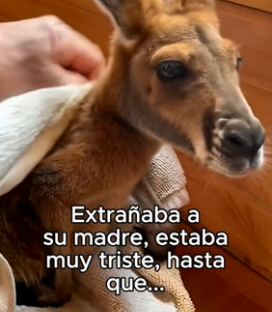 D1906002 Mi Perro No Lo Sabia❤️
