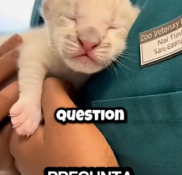 V1906004 Un cachorro de tigre blanco fue rechazado por su madre (Part 2)