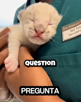 V1906004 Un cachorro de tigre blanco fue rechazado por su madre (Part 2)