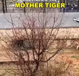 V1906007 ¡El tierno cachorro de tigre atrapado que conquistó corazones! (Part 2)