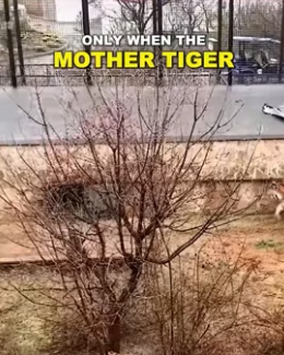 V1906007 ¡El tierno cachorro de tigre atrapado que conquistó corazones! (Part 2)