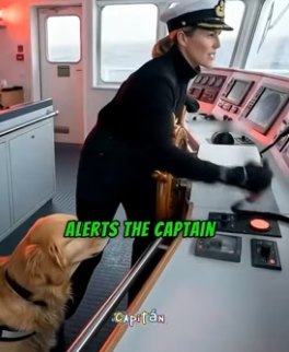 V1906006¡Perro Héroe Salta al Océano Helado para Salvar un Barco de una Bomba! (Part 2)
