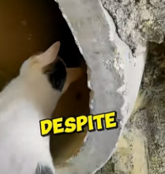 V1906009 ¡La gata heroína que salvó a TODOS sus gatitos del agua! (Part 2)