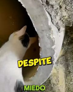 V1906009 ¡La gata heroína que salvó a TODOS sus gatitos del agua! (Part 2)