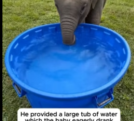 F1906006 He Reunited A Separated Baby Elephant With Its Mother (Part 1)