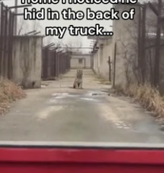 F1906002 How did a tiger get in there (Part 2)