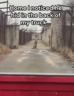 F1906002 How did a tiger get in there (Part 2)