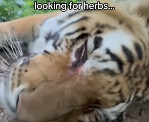F1506005 He let me meet his cub (Part 2)