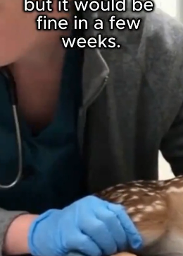 F1906003 I Rescued a Baby Deer… One Year Later, It Came Back (Part 2)