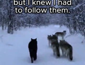 F1906005 A Black Wolf Chose Me… Then This Happened (Part 2)