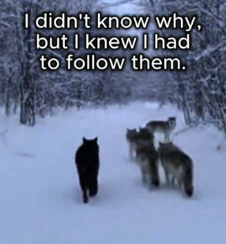 F1906005 A Black Wolf Chose Me… Then This Happened (Part 2)