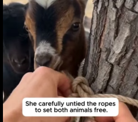 F1906003 She Found Two Abandoned Baby Goats Tied To A Tree (Part 2)