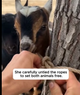 F1906003 She Found Two Abandoned Baby Goats Tied To A Tree (Part 2)
