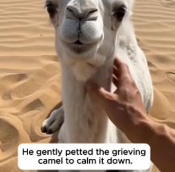 F1906002 He Found A Crying White Camel By Its Mother (Part 2)
