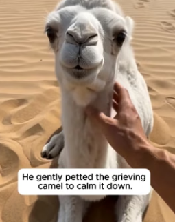 F1906002 He Found A Crying White Camel By Its Mother (Part 2)