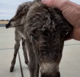 F1906001 He Woke Up To A Freezing Baby Donkey Bumping His Door