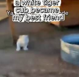 F1906006 a white tiger cub became my best friend (Part 2)