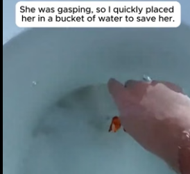 T2106005 He Saved Nemo Then Recreated The Movie Cast ❤️ (Part 2)