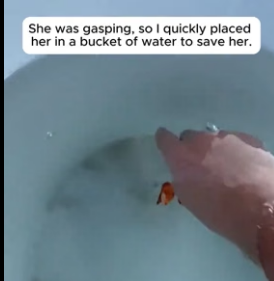 T2106005 He Saved Nemo Then Recreated The Movie Cast ❤️ (Part 2)