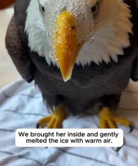 T2106006 He Saved The Eagle With The Frozen Beak (Part 2)