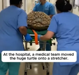 T2106002 He Saved A Giant Sea Turtle Covered In Heavy Barnacles ❤️ (Part 2)