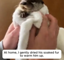 T2106004 He Raised the Baby Otter Then He Returned With Babies ❤️ (Part 2)