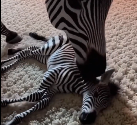 T2106001 A Pregnant Zebra Asked For Help Before Giving Birth (Part 2)