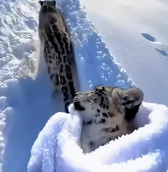 C1606003 When I saved a snow leopard cub that was almost frozen ,then this happened. (Part 2)