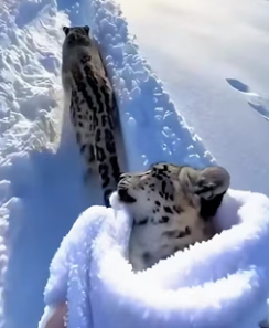 C1606003 When I saved a snow leopard cub that was almost frozen ,then this happened. (Part 2)