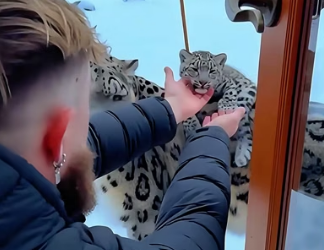 C1606007 A snow leopard came to me with its injured child on its back for help, and then (Part 2)