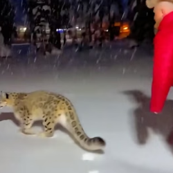 C1906006 An adult snow leopard kept howling in front of my house, and then this happened (Part 2)