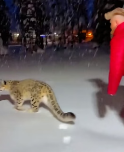 C1906006 An adult snow leopard kept howling in front of my house, and then this happened (Part 2)