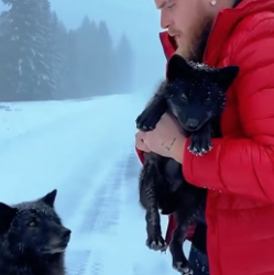 C1906001 I was driving when I saw an adult black wolf on the road begging me to save its cubs, and then (Part 2)