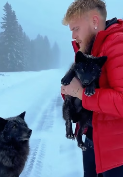 C1906001 I was driving when I saw an adult black wolf on the road begging me to save its cubs, and then (Part 2)