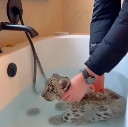 C1906002 A snow leopard put its cub outside my house and run away (Part 2)