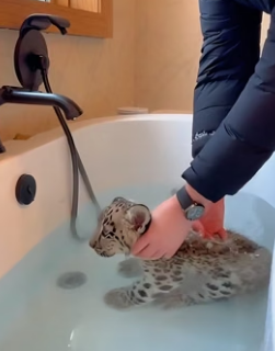 C1906002 A snow leopard put its cub outside my house and run away (Part 2)
