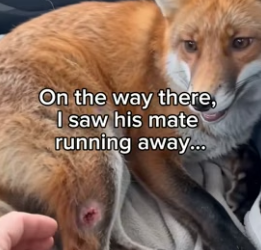 F2006003 Foxes are forever in man’s debt (Part 2)