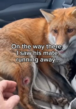 F2006003 Foxes are forever in man’s debt (Part 2)