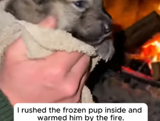 F2006004 The Mother Wolf Gave Him Her Baby to Save It ❤️ (Part 2)
