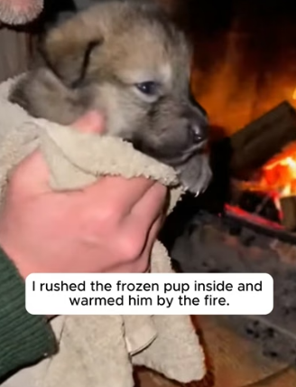 F2006004 The Mother Wolf Gave Him Her Baby to Save It ❤️ (Part 2)