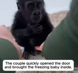 F2006002 The Mother Gorilla Froze In The Snow To Save Her Baby (Part 2)