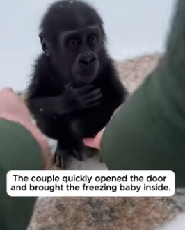 F2006002 The Mother Gorilla Froze In The Snow To Save Her Baby (Part 2)