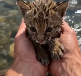 P2106003 A Crying Baby Bobcat Clung To A Log Until He Saved It (Part 2)