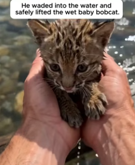 P2106003 A Crying Baby Bobcat Clung To A Log Until He Saved It (Part 2)