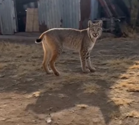 P2106006 This wild bobcat refused to drink until we followed her… then we found her baby trapped under hot me (Part 2)