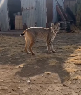 P2106006 This wild bobcat refused to drink until we followed her… then we found her baby trapped under hot me (Part 2)