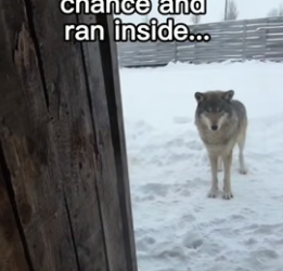 F1506012 Wolf babies! (Part 2)